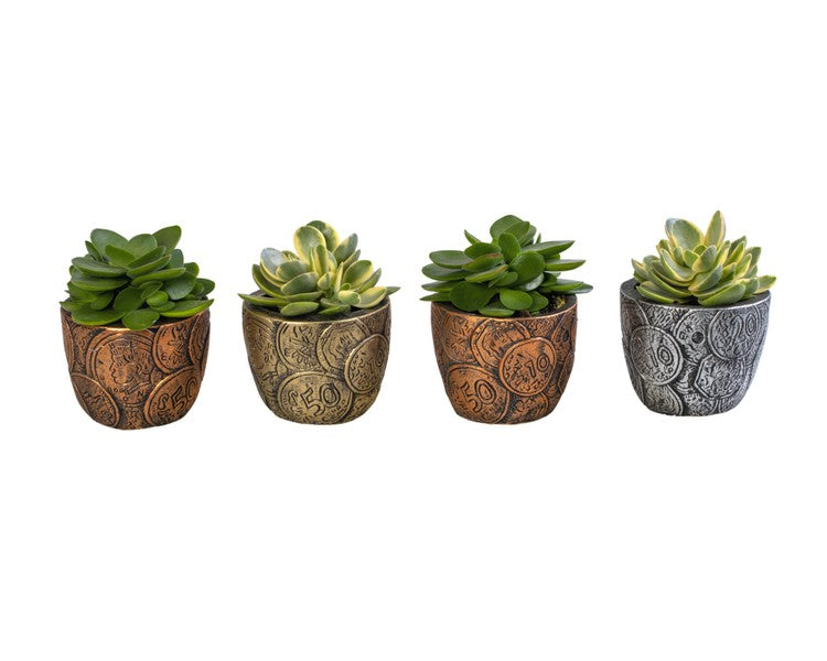 Crassula Moneymaker + Ceramic