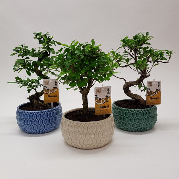 Bonsai mix in Lily Ceramic Pot