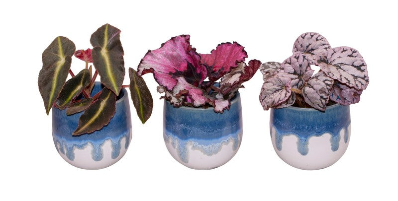 Begonia Foliage Rex + Ceramic Pot