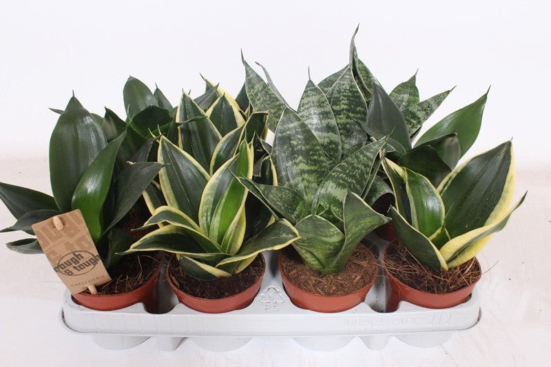 Sansevieria trif Hahnii Mix