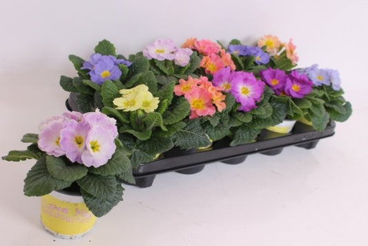 Primula Ac. Iloveyou! Specials mixed