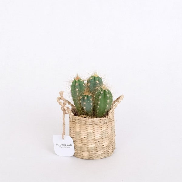 Mini Cactus + Basket