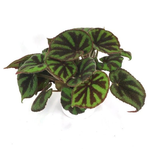 Begonia Foliage Rex Masoniana