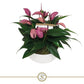 Anthurium Zizou Fuchsia - Fuchsia Flamingo Plant