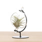 Air Plant Tillandsia + Globe