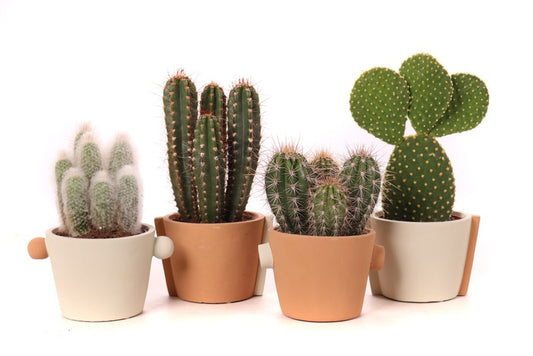 Cactus mix in Ceramic Pot Java