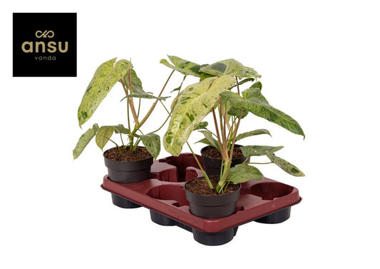 Philodendron Paraiso Verde