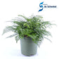 Asplenium parvati - Mother fern