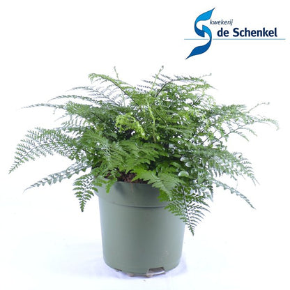 Asplenium parvati - Mother fern