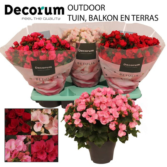 Begonia el Betulia mix outdoor