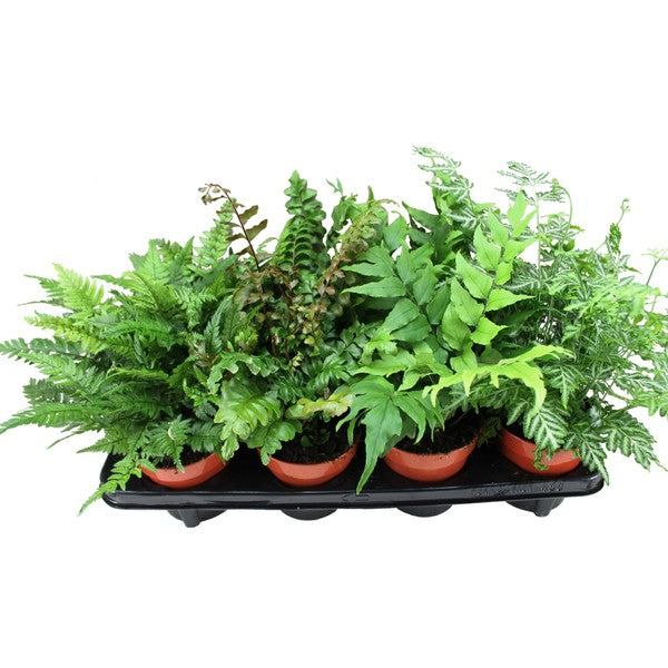 Verd Mix Fern Mix – Verd Houseplants