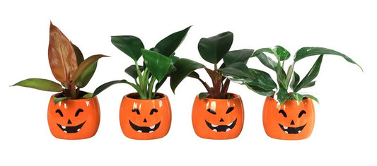 Philodendron Mix in Ceramic Pot Halloween