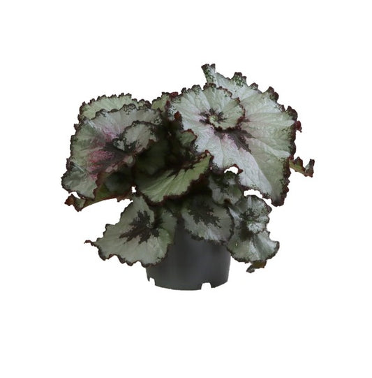 Begonia rex spiralis Escargot