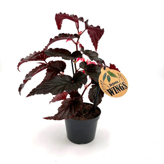 Begonia foliage Arabian Sunset