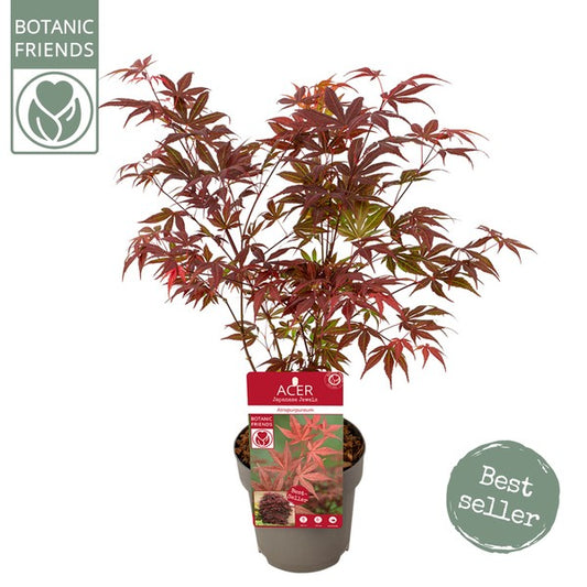 Acer palm Atropurpureum