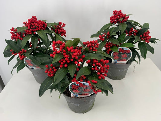 Skimmia jap Reevesiana 5+