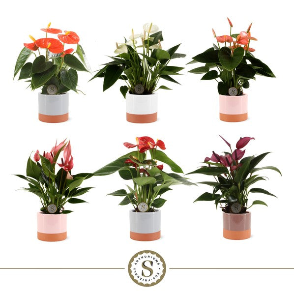 Anthurium andr. Pink Mix +Ceramic Pot Ibiza