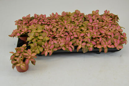 Fittonia - Nerve Plant