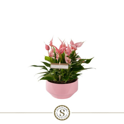 Anthurium an Lilli- Pink Flamingo Plant