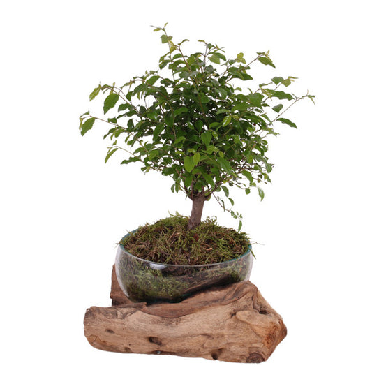 Bonsai mix ball shape in glass on wood