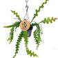 Epiphyllum anguliger - Fishbone Cactus