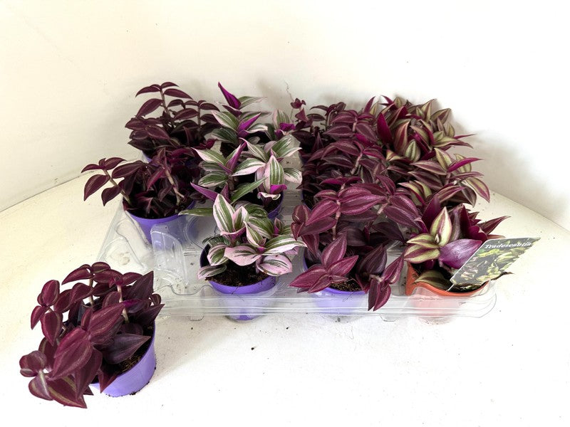 Tradescantia Mini Mix