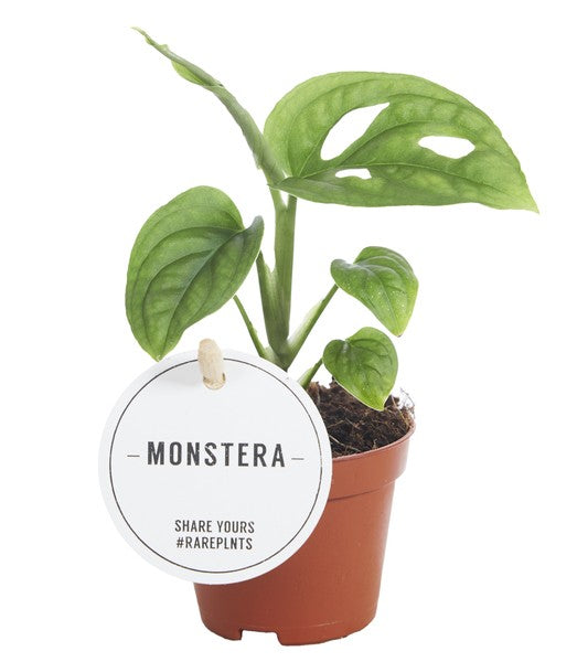 Monstera Esqueleto (baby plant)