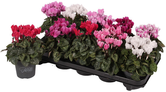 Cyclamen SS Verano