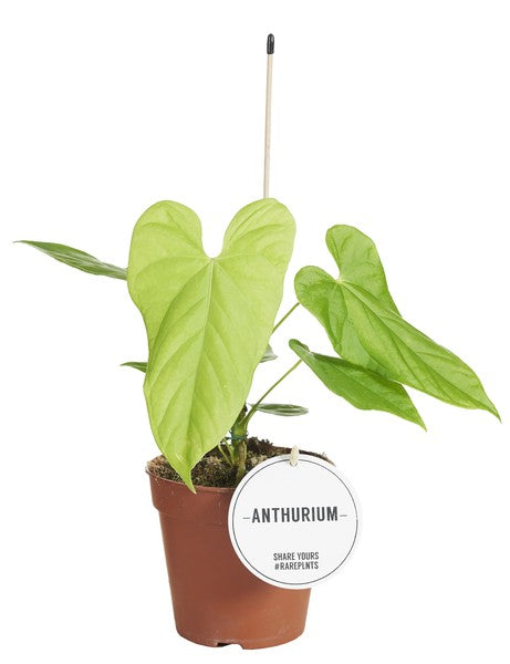 Anthurium Balaloanum