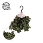 Tradescantia zebrina - Inch Plant