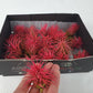 Tillandsia ionantha rubra intens red