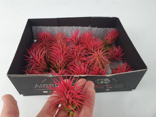 Tillandsia ionantha rubra intens red