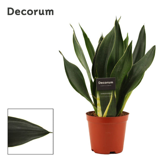 Sansevieria trif. Black Diamond