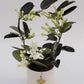 Stephanotis Fleur Parfum in Ceramic Pot Silent Night