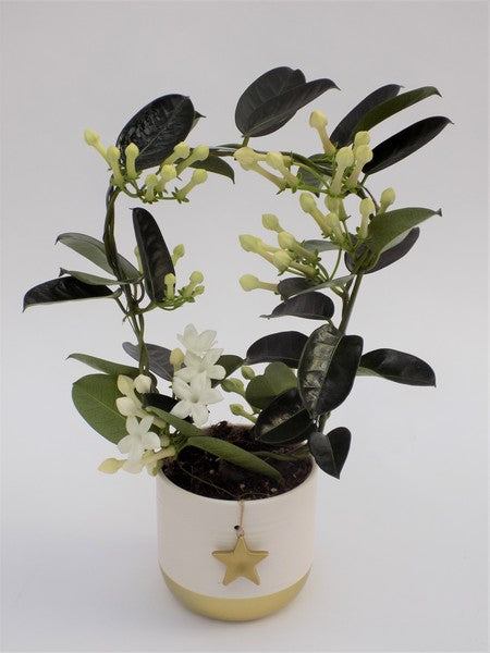 Stephanotis Fleur Parfum in Ceramic Pot Silent Night