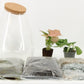 Terrarium Kit DIY 50870