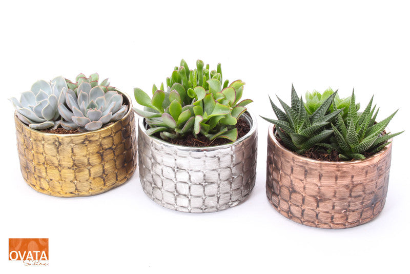 Succulent bowl in Nairobi