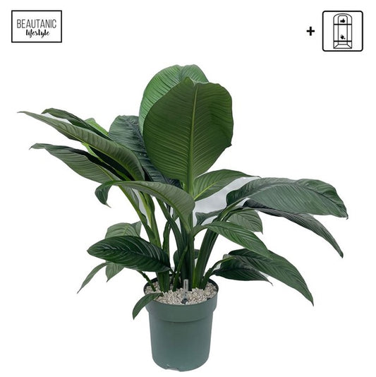 Spathiphyllum Sensation / Sebastian Hydro
