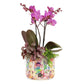 Composition Phal Orchid + Ceramic Pot