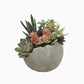 Compo Succulents in ceramic globe