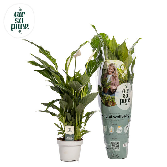 Spathiphyllum Strauss - Peace Lilly