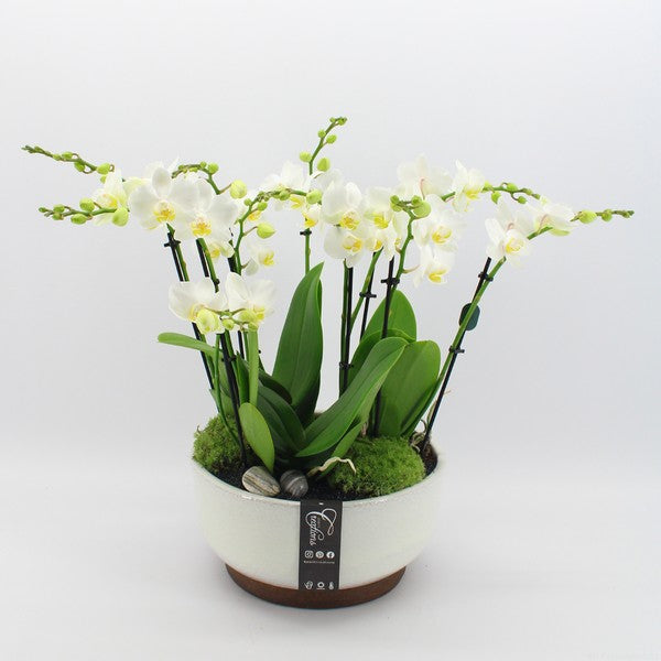 Compo Phalaenopsis PHAL-2405