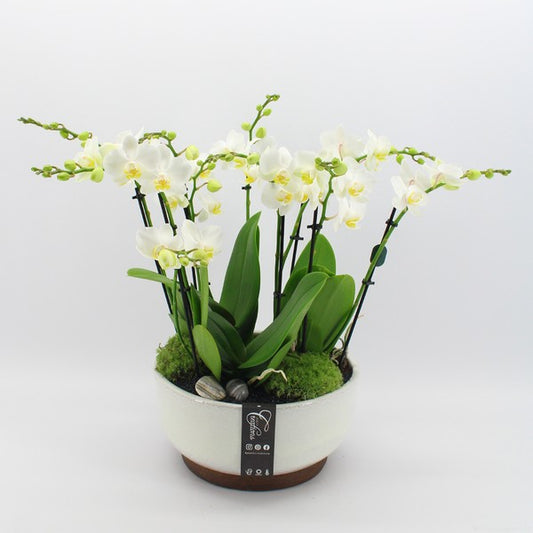 Compo Phalaenopsis PHAL-2405