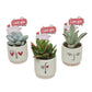 Compo Valentines Succulent