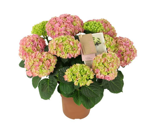 Hydrangea macr M Hi Ocean