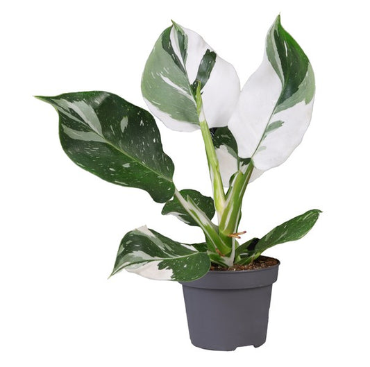 Philodendron White Wizard