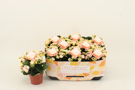 Kalanchoe Mozaic Tweed tricolour