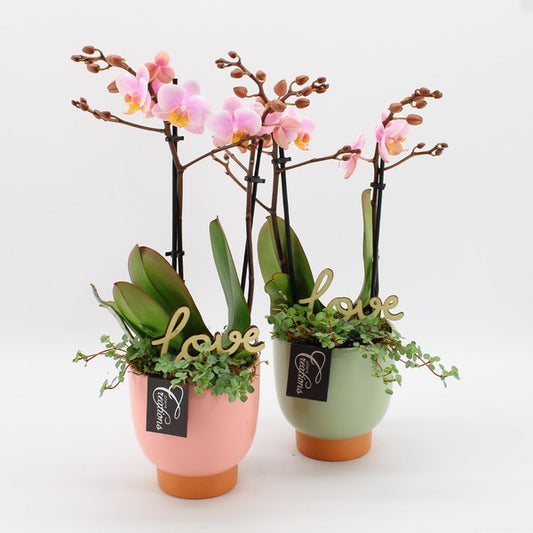 Composition Phal Orchid + Ceramic Pot Love