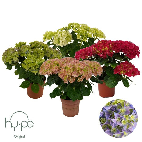 Hydrangea macr Hy-pe Original Mophead mix 5+