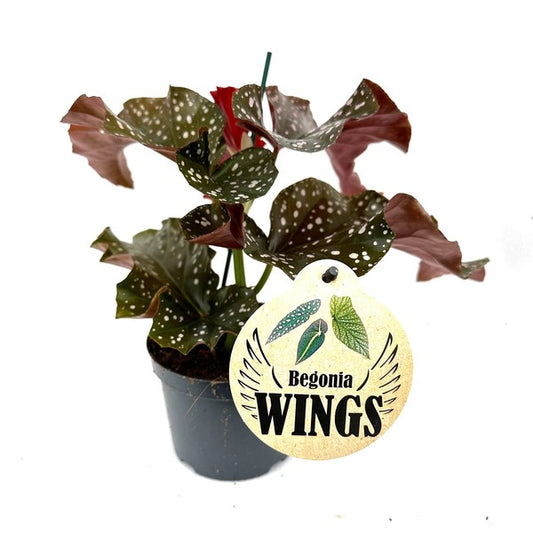 Begonia Foliage Cracklin Rosie